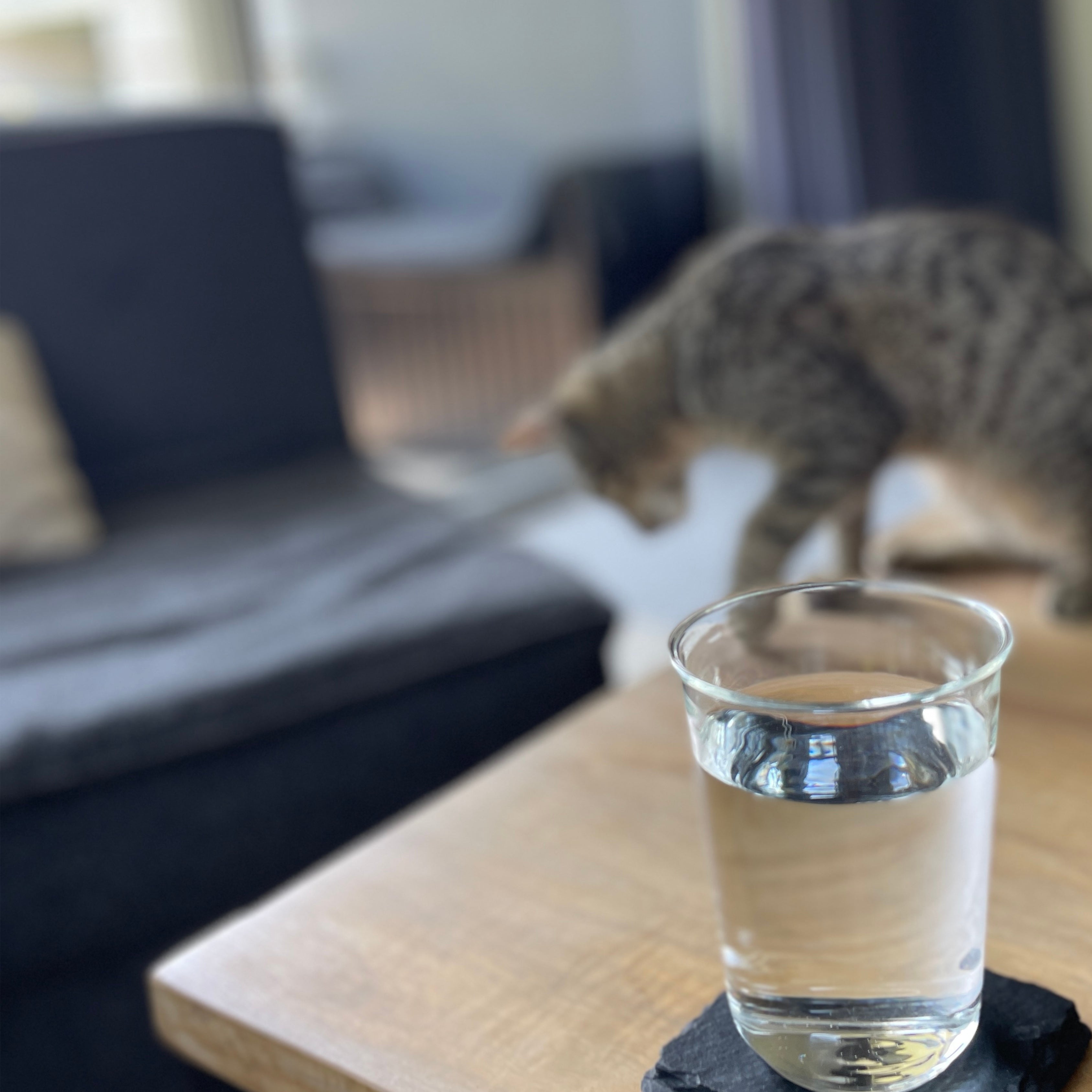 Cats get their hydration from food.