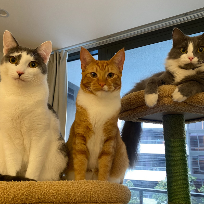 3 CatChi customers awaiting fresh food