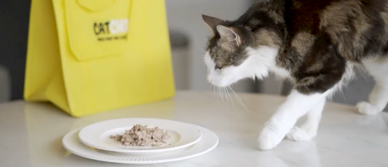 Heating your first CatChi meal: the secret to switching