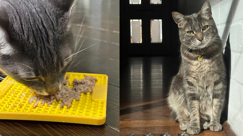 Fresh Food for Cats: Two Expert Reviewers Look Under the Hood of CatChi
