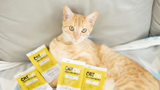 CatChi’s Nutritional Guide: Why our +95% meat recipes are what cats need