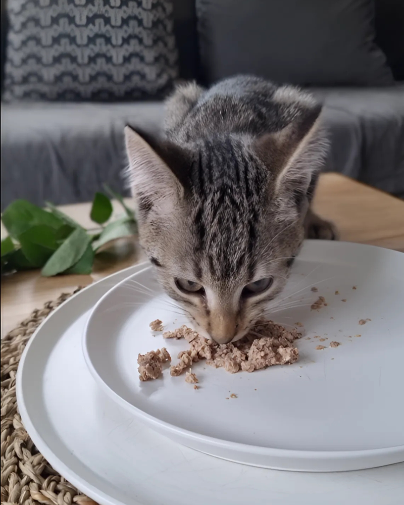 Let's get the foundations right: Why Fresh Food is important for kittens