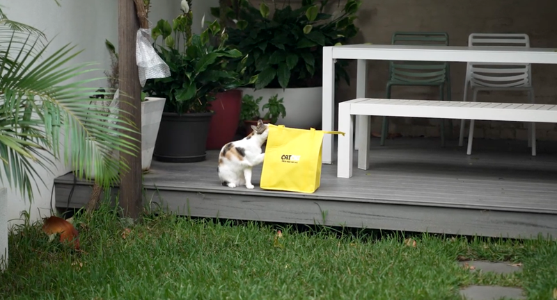 The Highest-Rated Cat Food in Australia: CatChi Earns 9.8/10 on PetFoodReviews