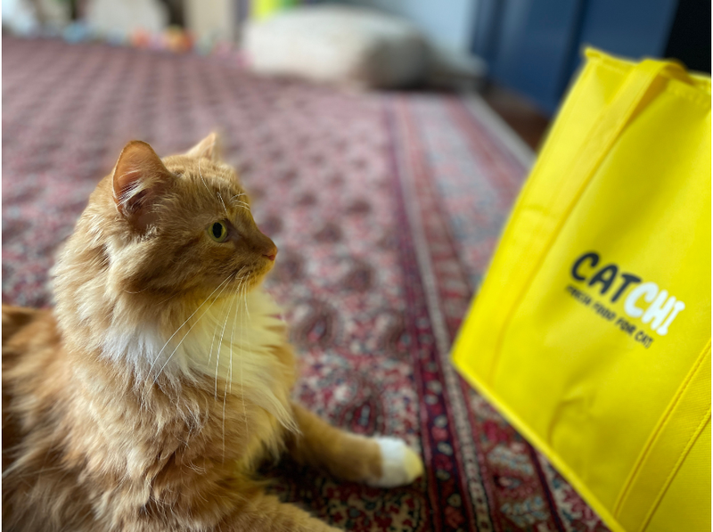 Why Your Cat is Obsessed with Texture