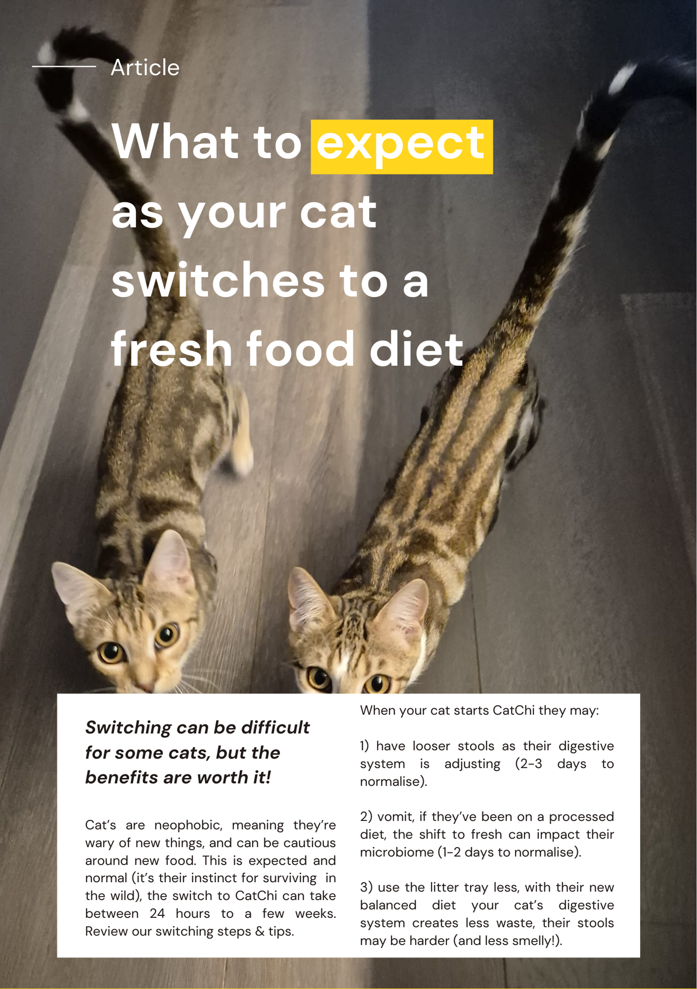 CatChi welcome pack page 8