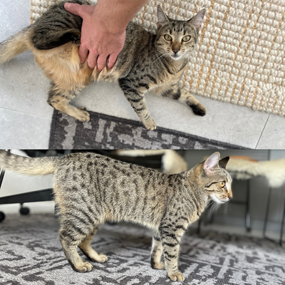 Touch their belly